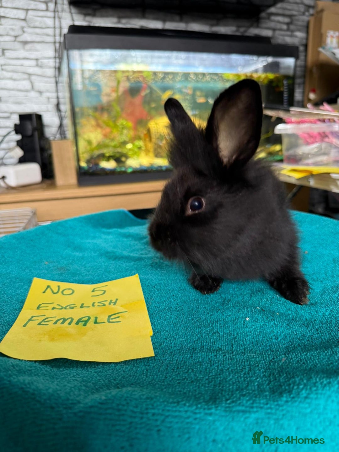 English rabbits for sale: Rabbits for sale , various sexes avaliable  - Image 9