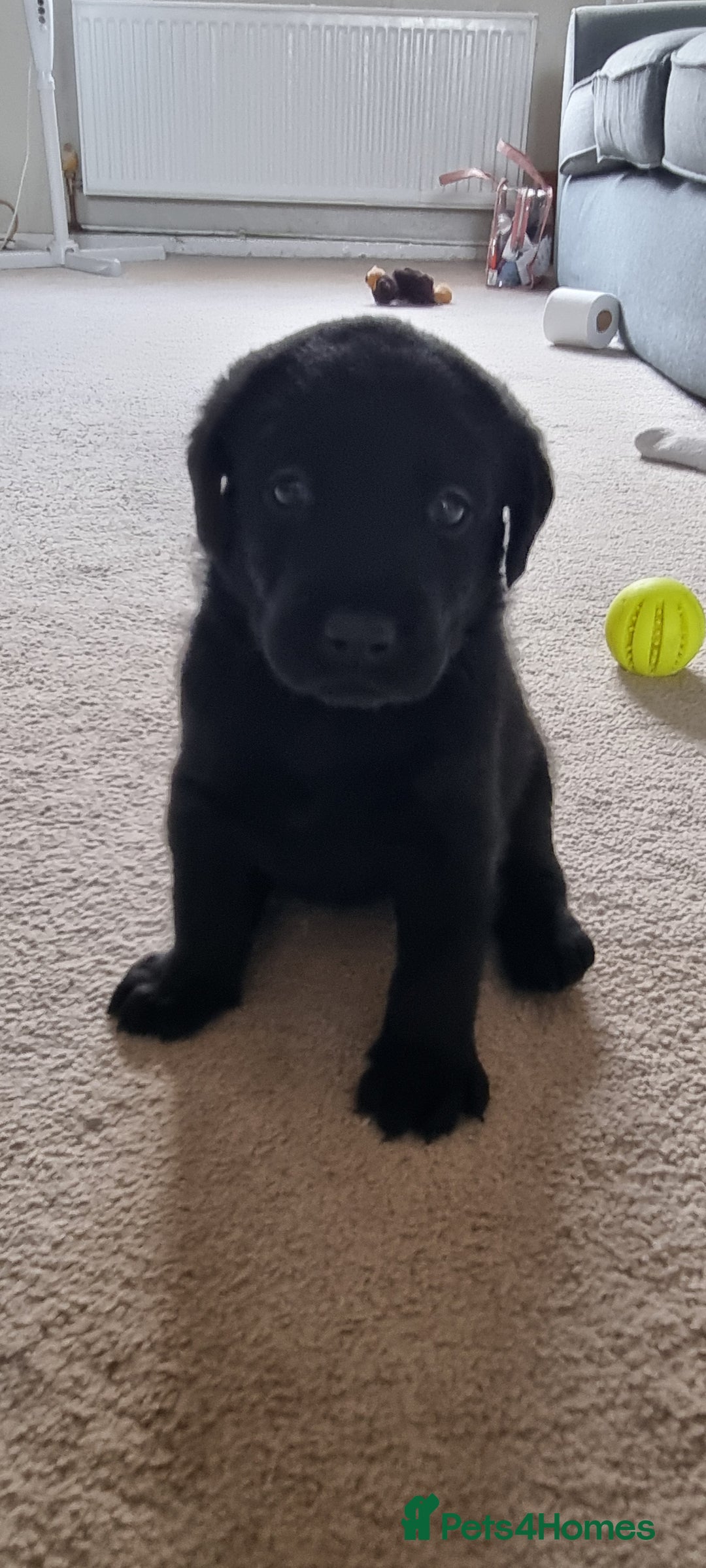 Labradoodle dogs for sale: Gorgeous labrodoodle puppies - Image 4