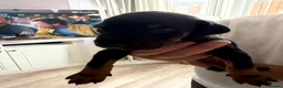Dobermann dogs for sale: Doberman puppies boys only - Advert 5