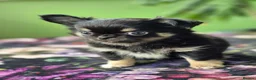 Chihuahua dogs for sale: Amazing Tiny Longcoat Chihuahua Puppies - Advert 25
