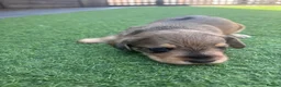 Mixed Breed dogs for sale: Beautiful miniature Schnoxie - Advert 9