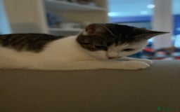 Domestic Shorthair cats for sale: RE HOME - friendly girl  - Image 2