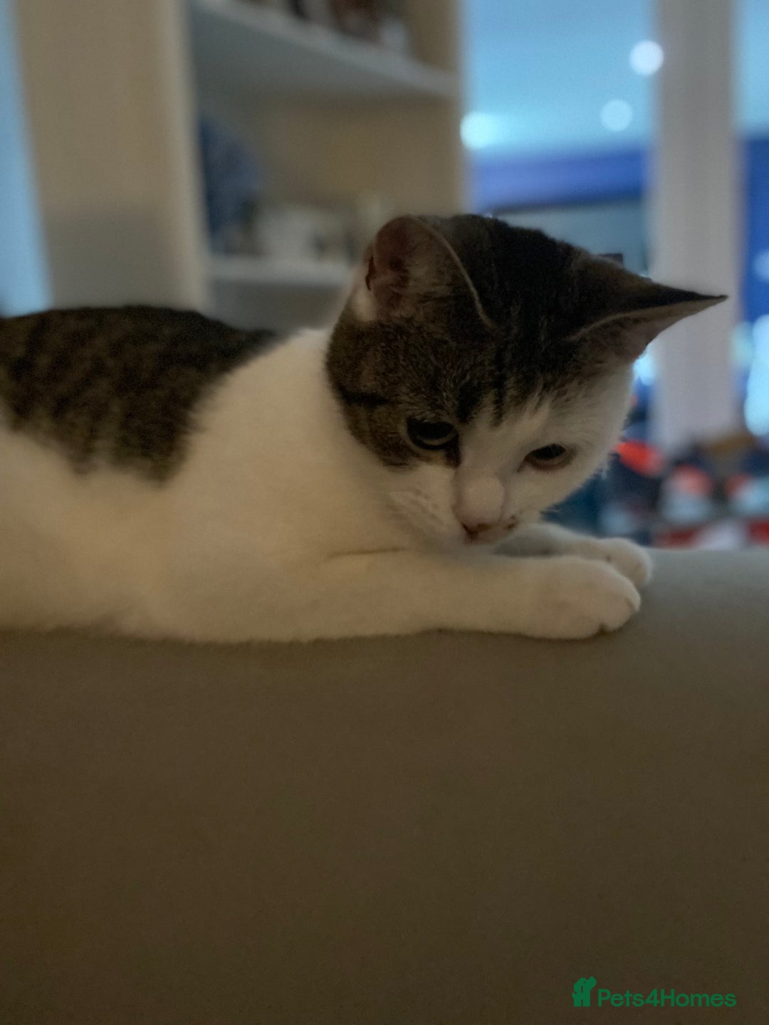 Domestic Shorthair cats for sale: RE HOME - friendly girl  - Image 2