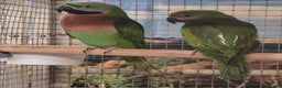 Parrots birds for sale: Xxx BIRDS/PARAKEETS/PARROTS xxX - Advert 9