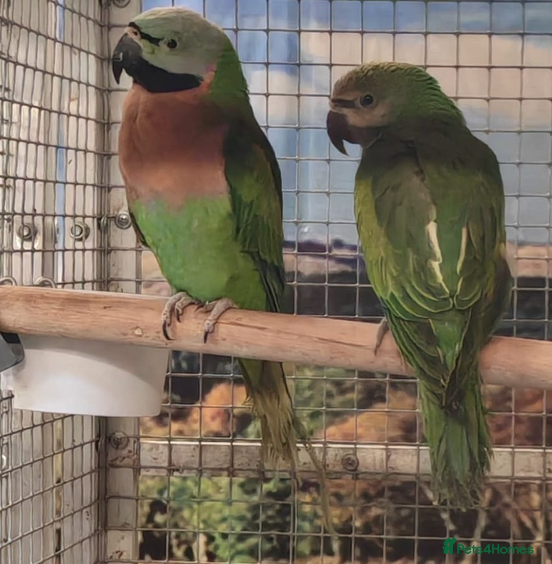 Parrots birds for sale: Xxx BIRDS/PARAKEETS/PARROTS xxX - Advert 9