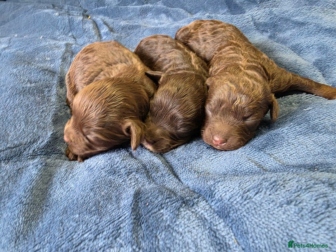 Cockapoo dogs for sale: Cockapoo puppies - Image 11