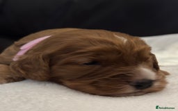 Mixed Breed dogs for sale: Cockapoo/Cavapoo Mix Puppies Available 10 Nov 25 - Image 18