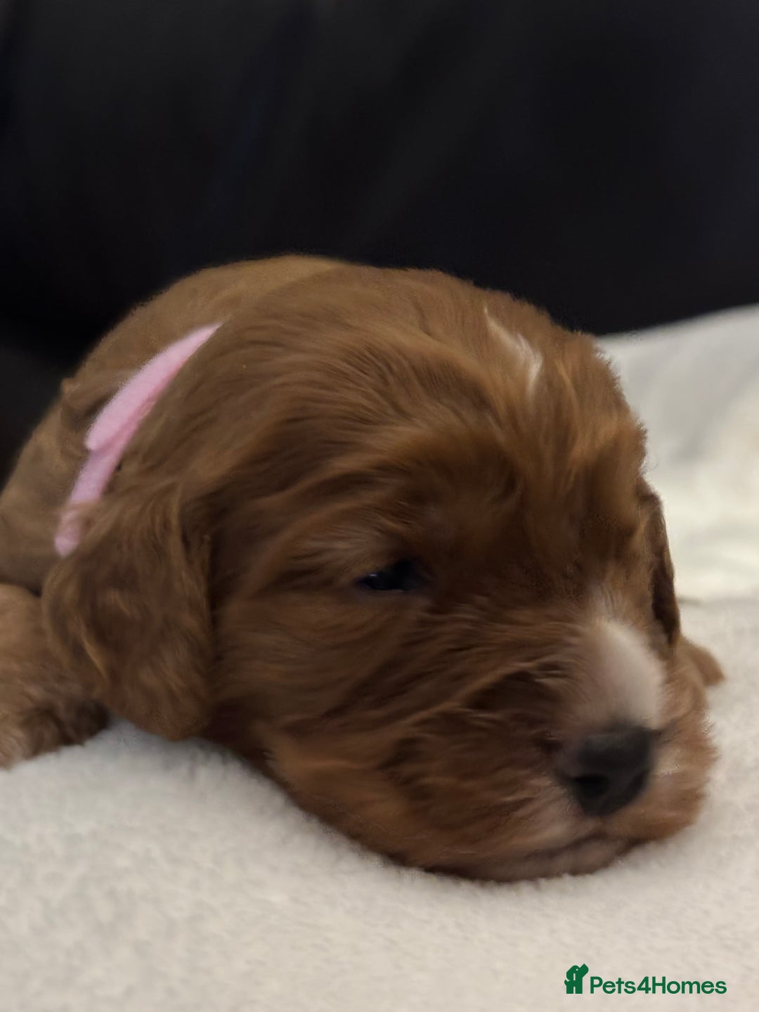 Mixed Breed dogs for sale: Cockapoo/Cavapoo Mix Puppies Available 10 Nov 25 - Image 18