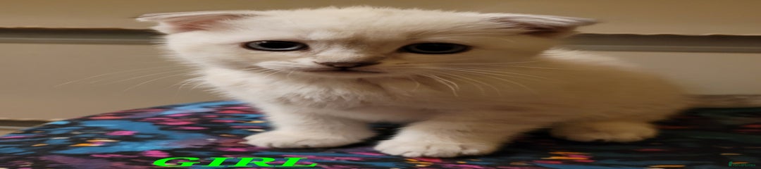 Scottish Fold Kitten 2