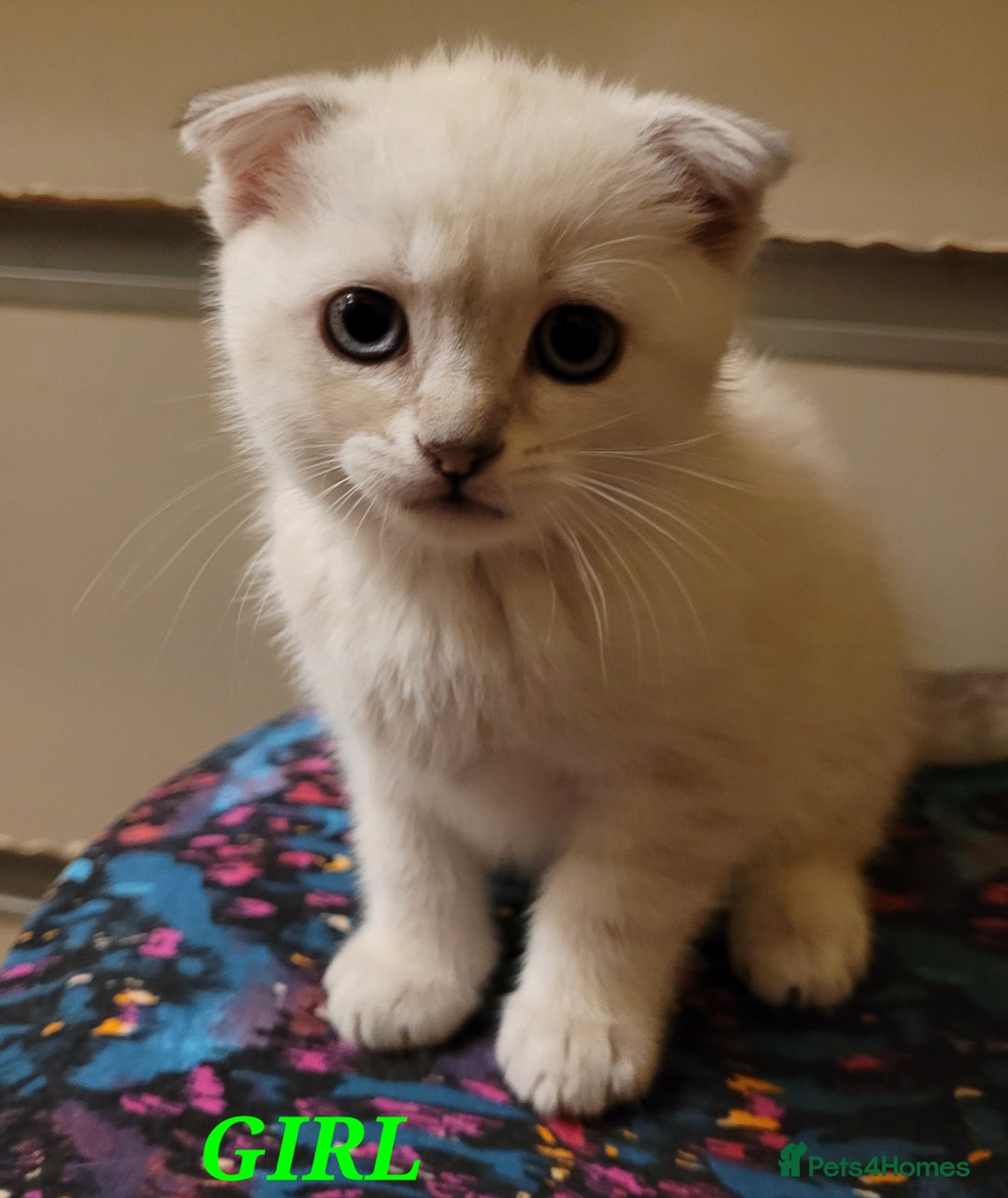 Scottish Fold cats for sale: Scottish fold kittens  - Image 28