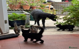 Savannah cats for sale: Savannah x Dorset Lad  - Image 11