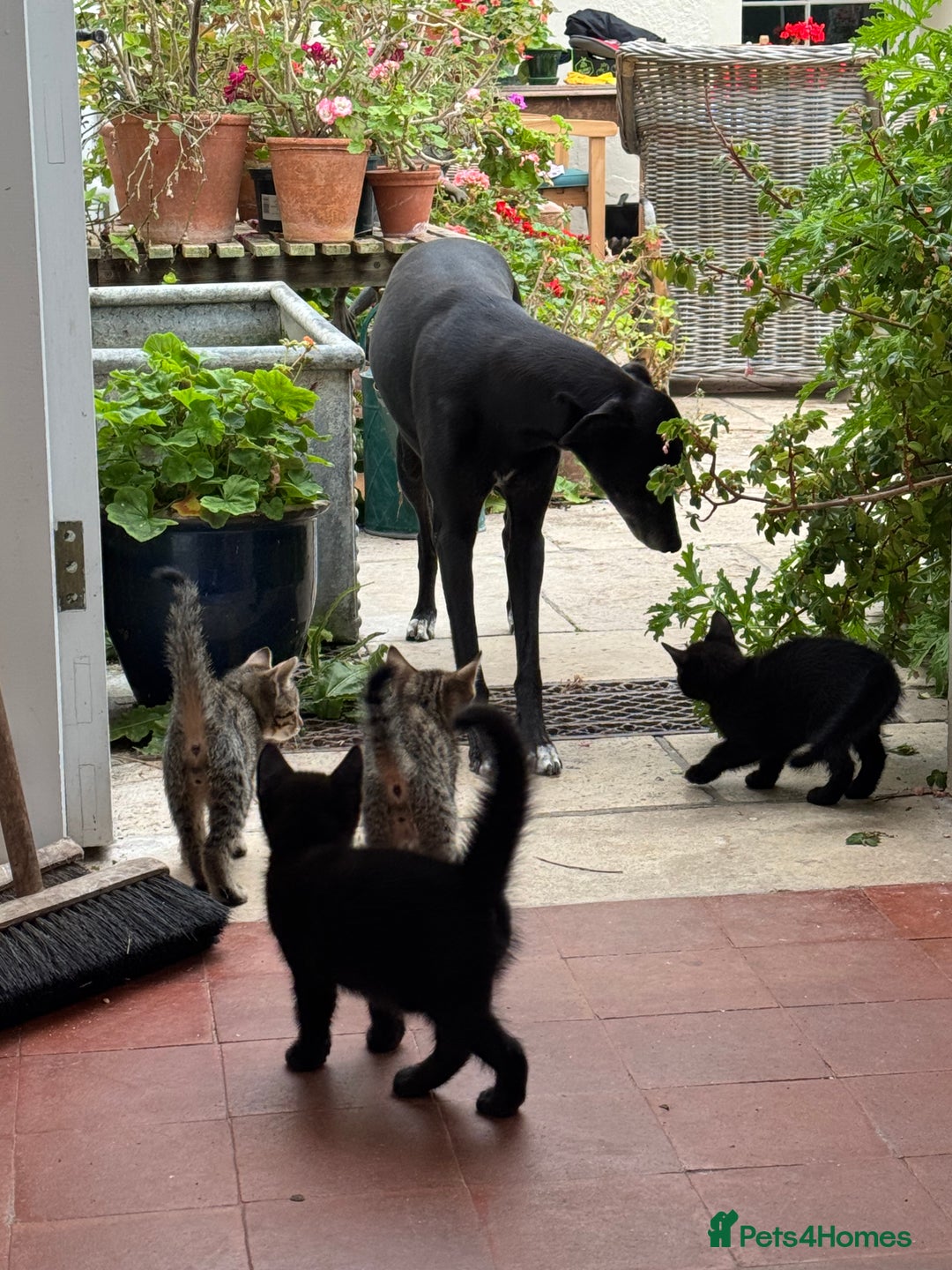 Savannah cats for sale: Savannah x Dorset Lad  - Image 11