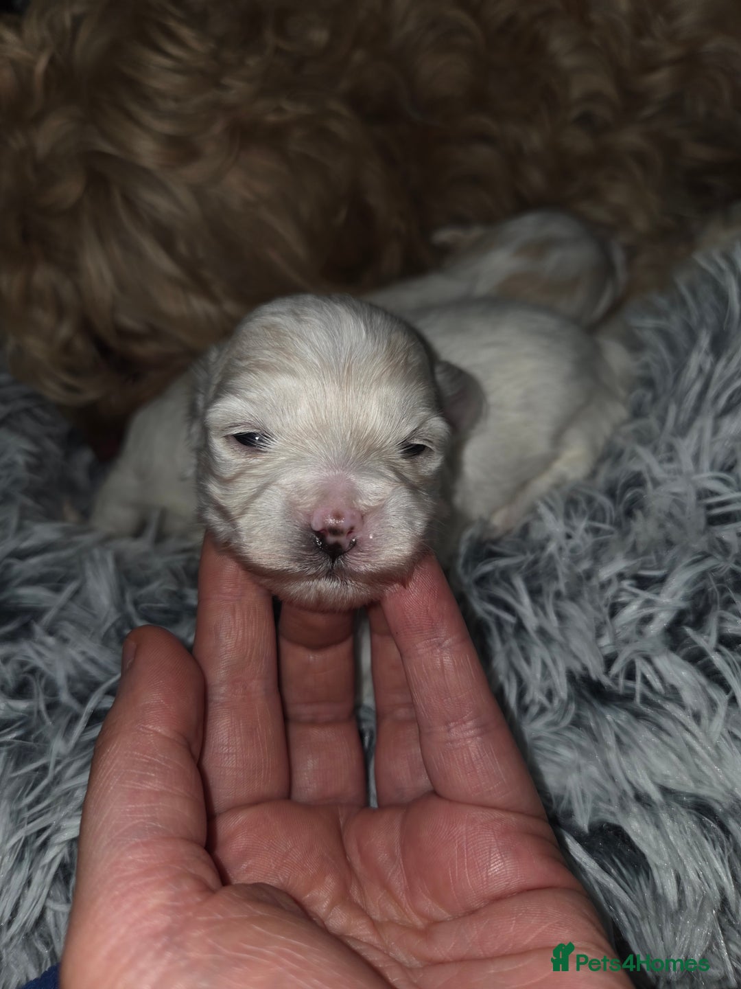 Maltipoo dogs for sale: Unique Korean miniature Maltipoos 🐶 🏡 🐾  - Advert 8