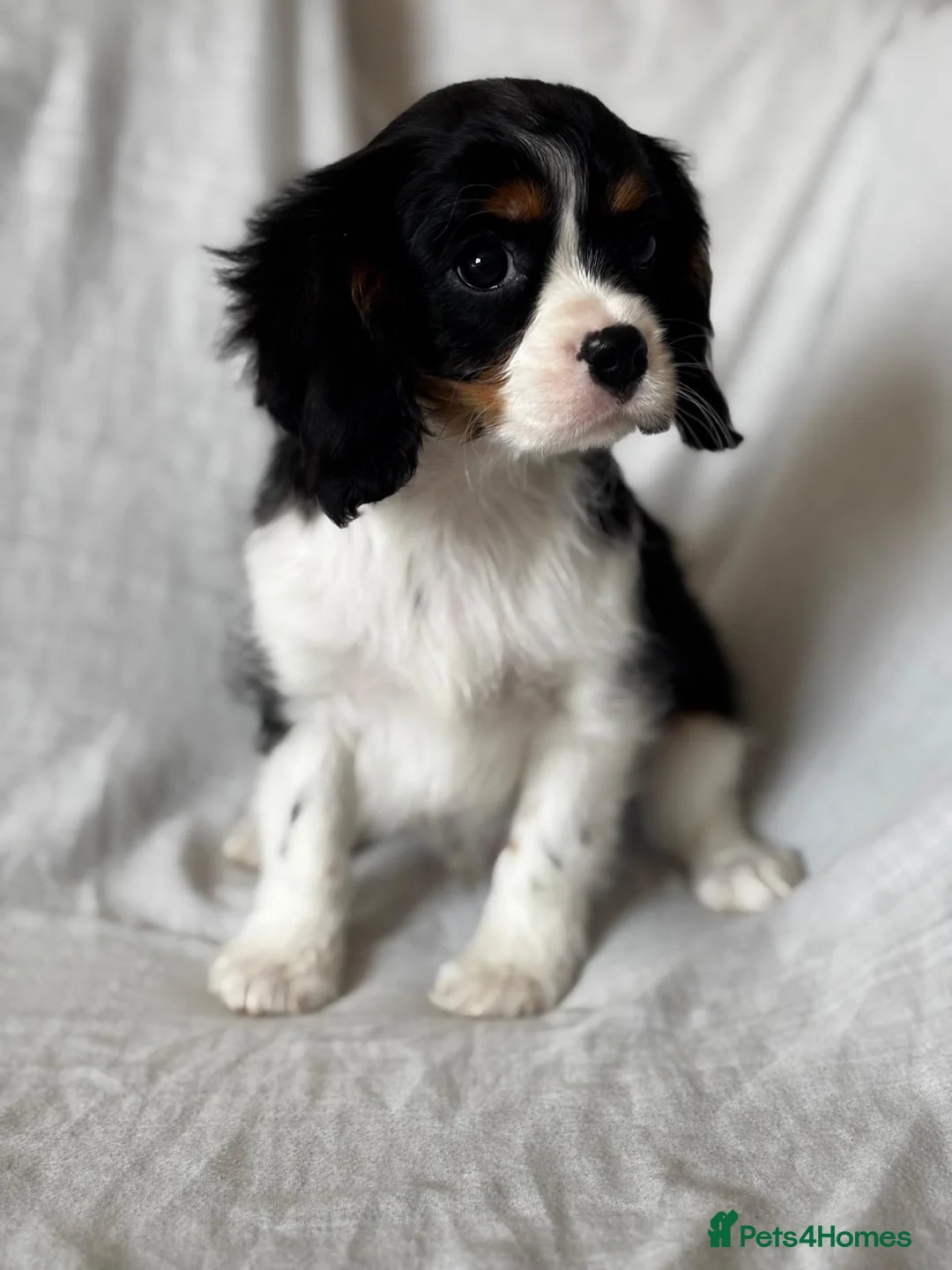 Cavalier King Charles Spaniel dogs for sale: Cavalier King Charles spaniel puppies - Advert 2