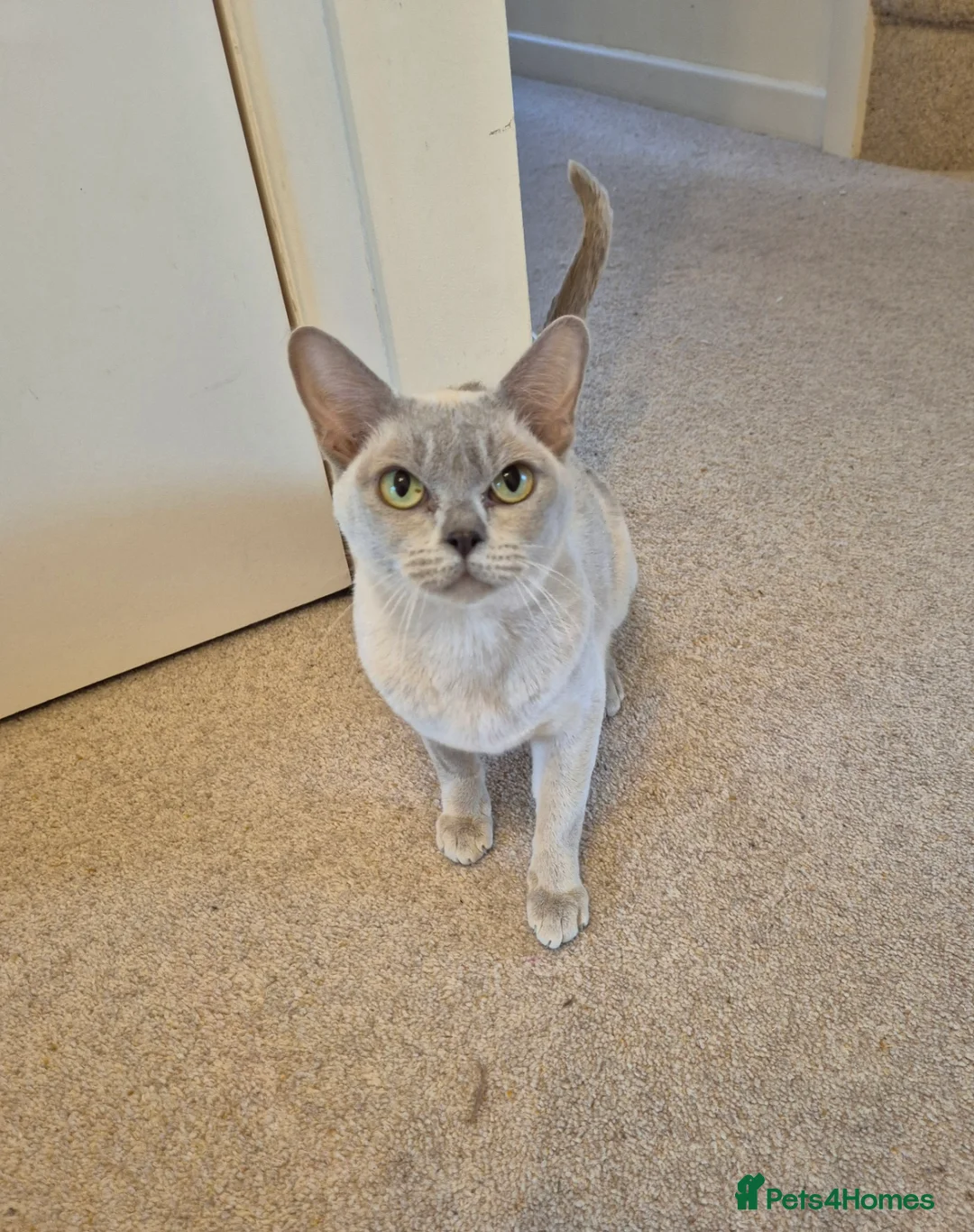 Burmese cats for sale: Beautiful Lilac Female Adult Burmese - Advert 2