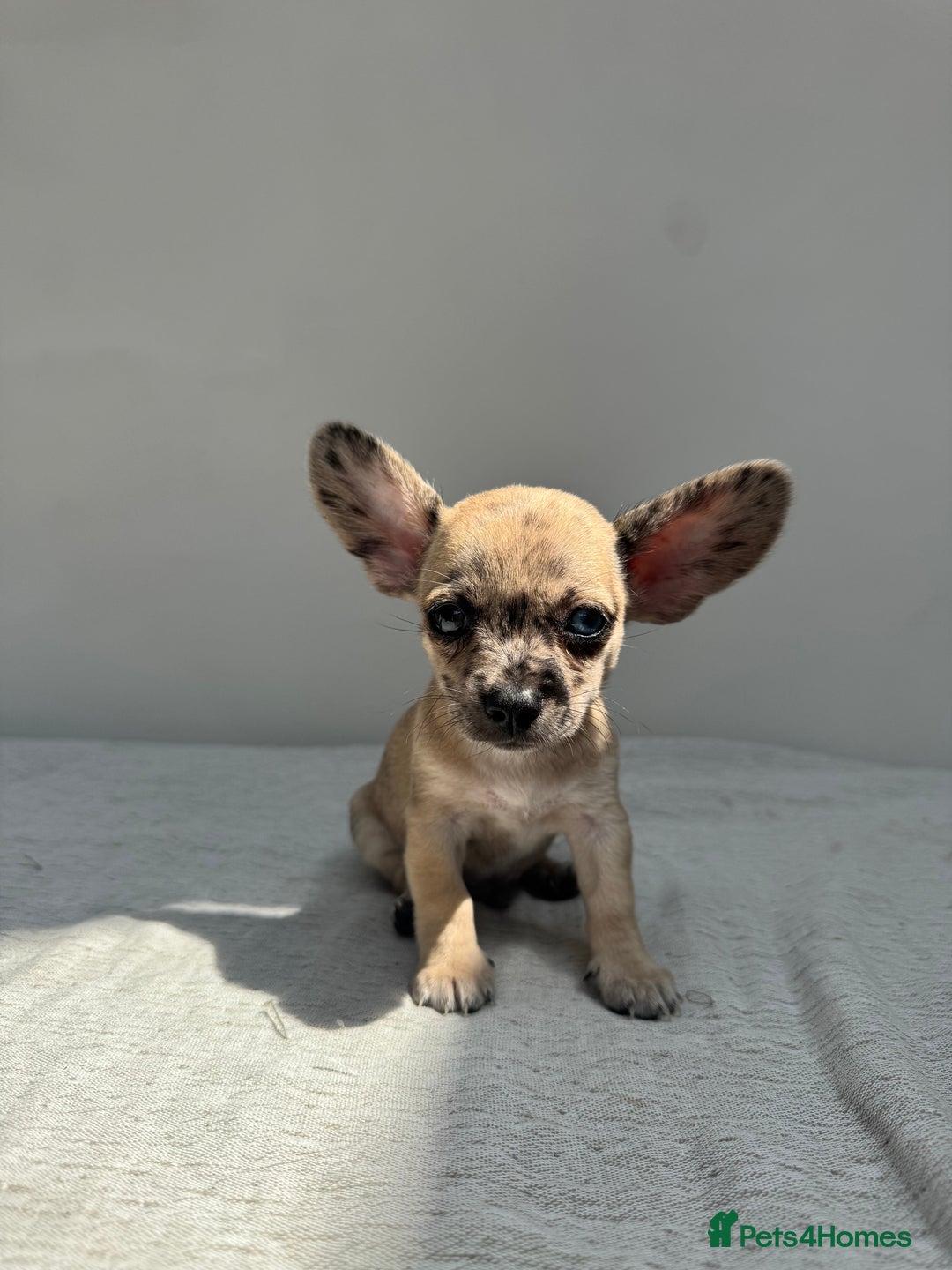 Chiweenie dogs for sale: ** chiweenie puppies  in Worcester - Image 16