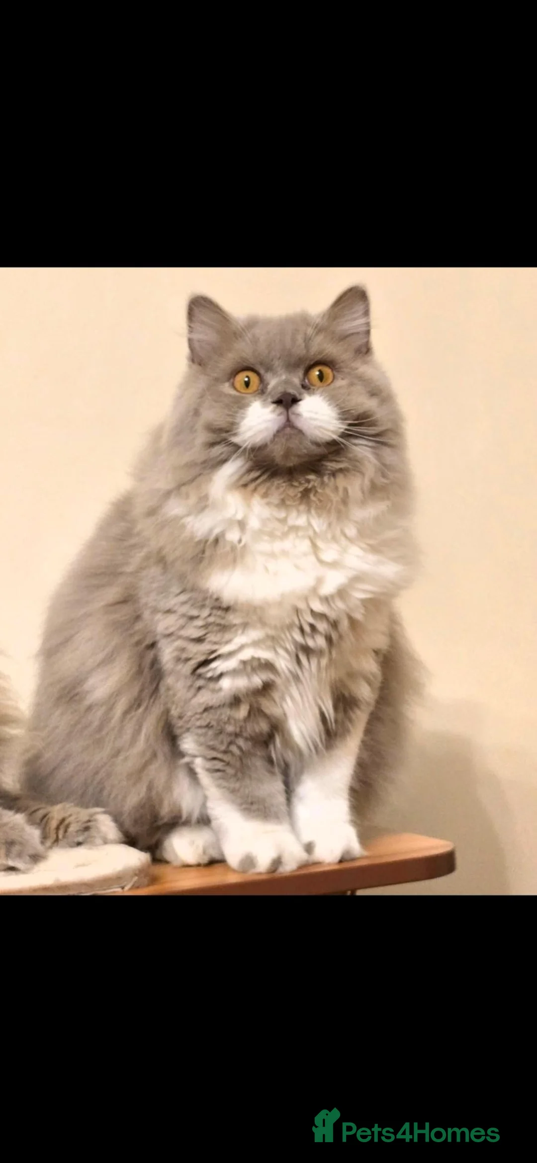 British Longhair cats for sale: 💫 GCCF reg British Longhair 10 months old 💫  - Advert 2