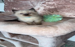 Ragdoll cats for sale: 🌸pedigree Ragdoll babies, reduced🌸 - Image 8