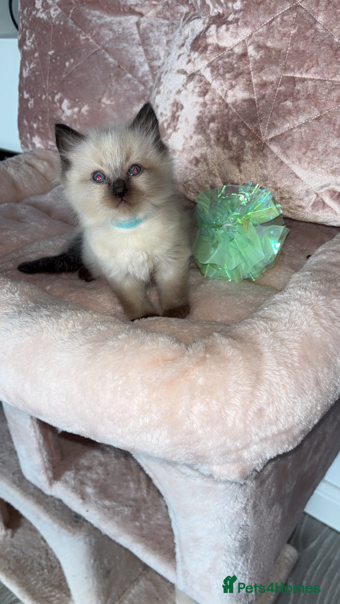 Ragdoll cats for sale: 🌸pedigree Ragdoll babies, reduced🌸 - Image 8