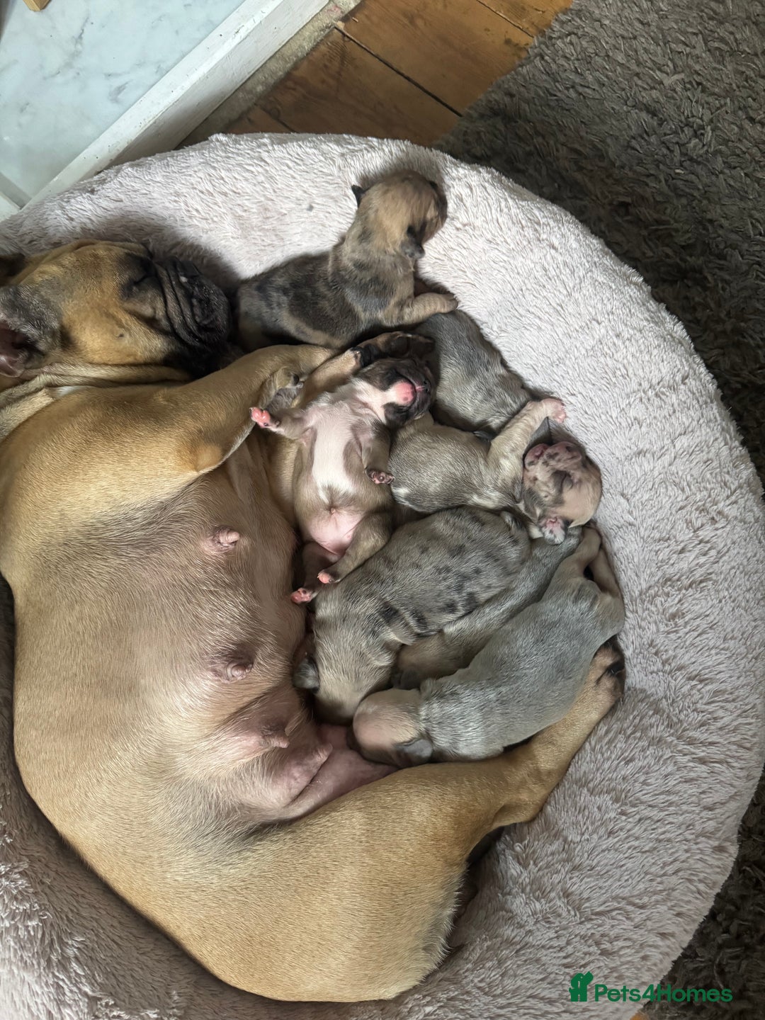 French Bulldog dogs for sale: Litter of mixed colour French bulldog puppies  - Advert 3