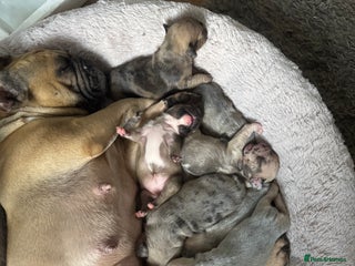 French Bulldog dogs - Advert 2
