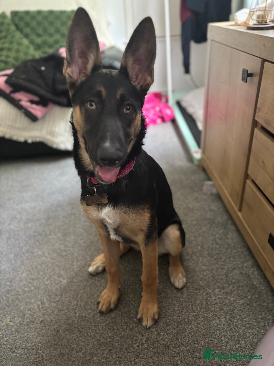 Mixed Breed dogs for sale: Freya  - Image 3