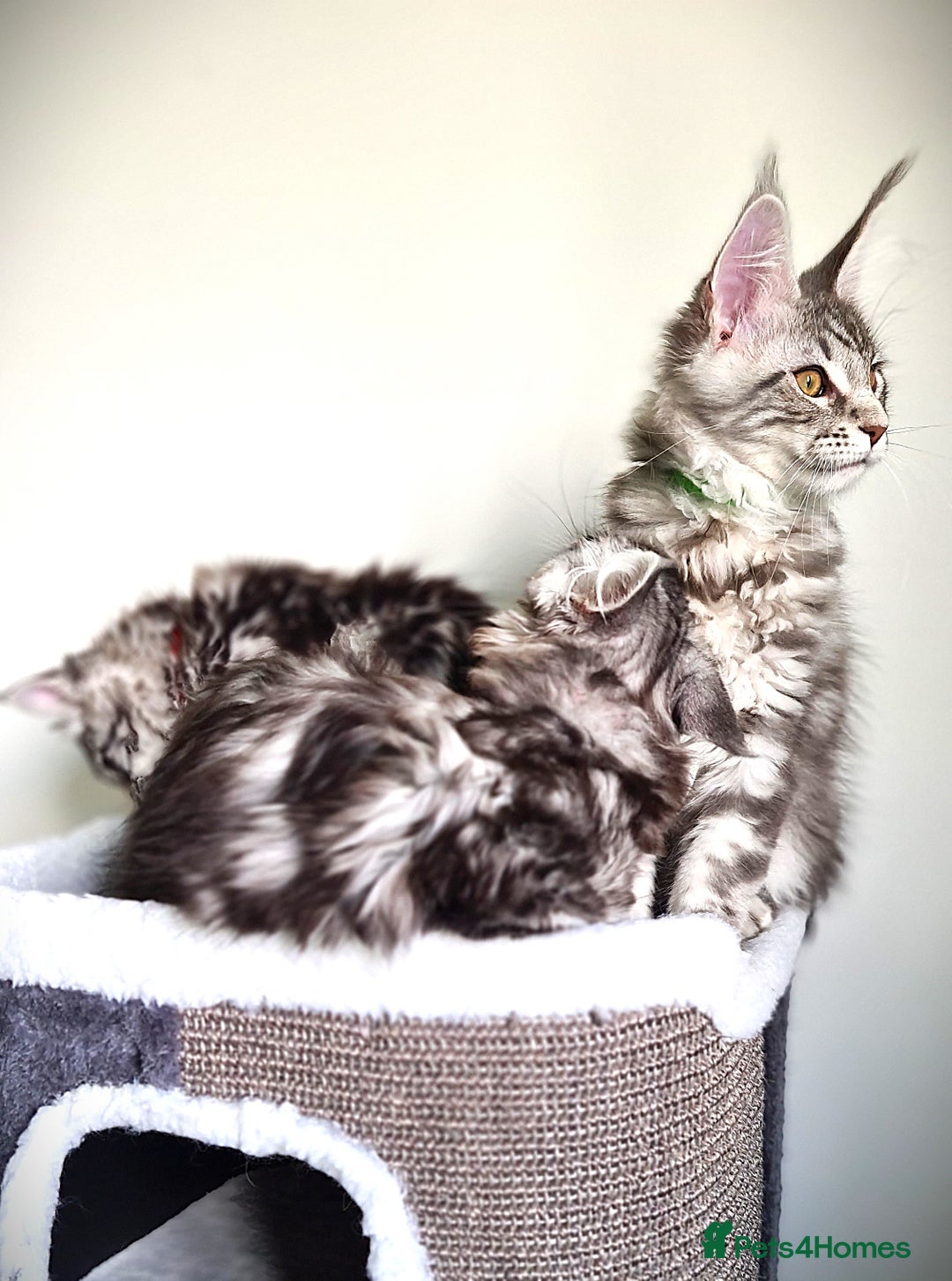 Maine Coon cats for sale: STUNNING XL PEDIGREE MAINE COON KITTENS  - Image 13