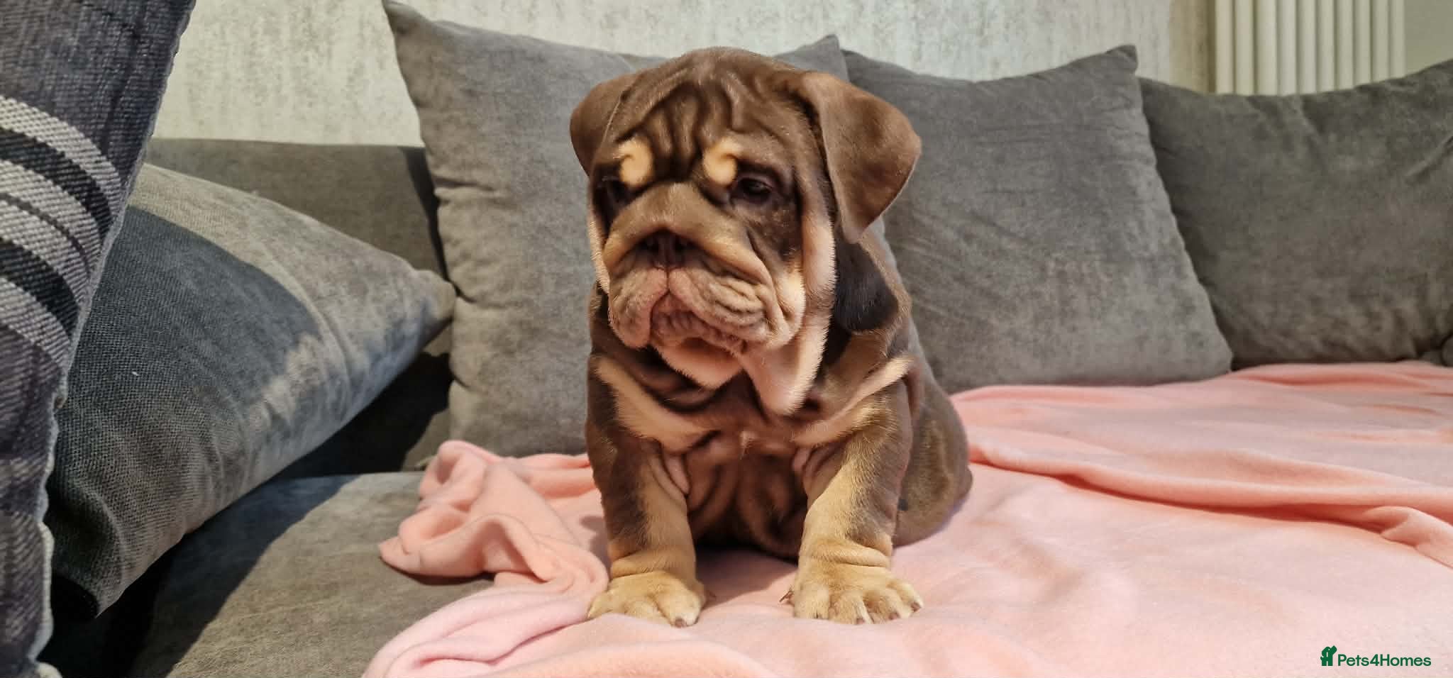 English Bulldog dogs Quality puppies available  - Advert 5