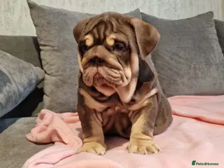 English Bulldog dogs Quality puppies available - Advert 5