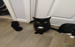 Domestic Shorthair cats for sale: Ginger, black+white kittens 5 months old for sale - Image 8