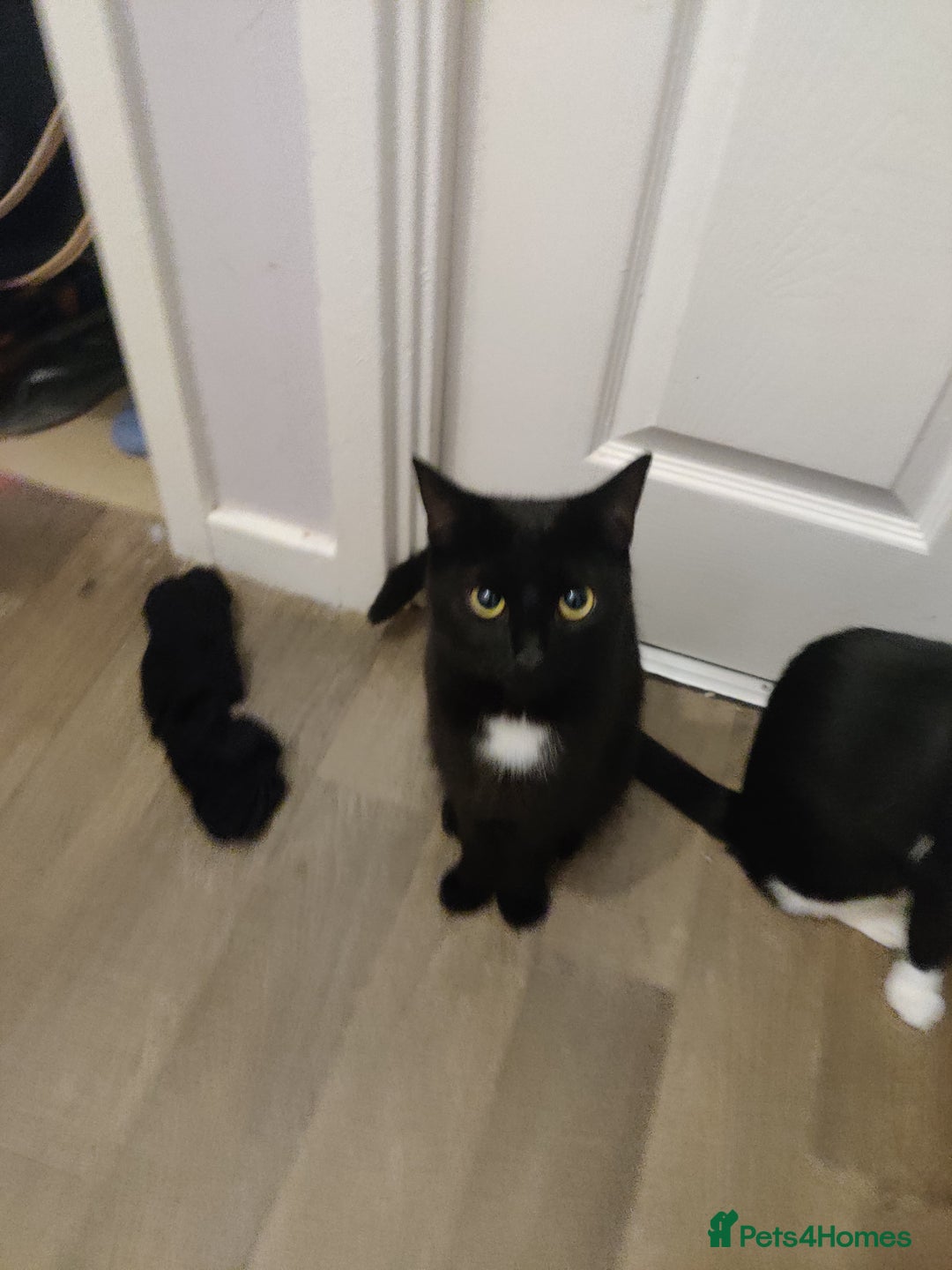 Domestic Shorthair cats for sale: Ginger, black+white kittens 5 months old for sale - Image 8