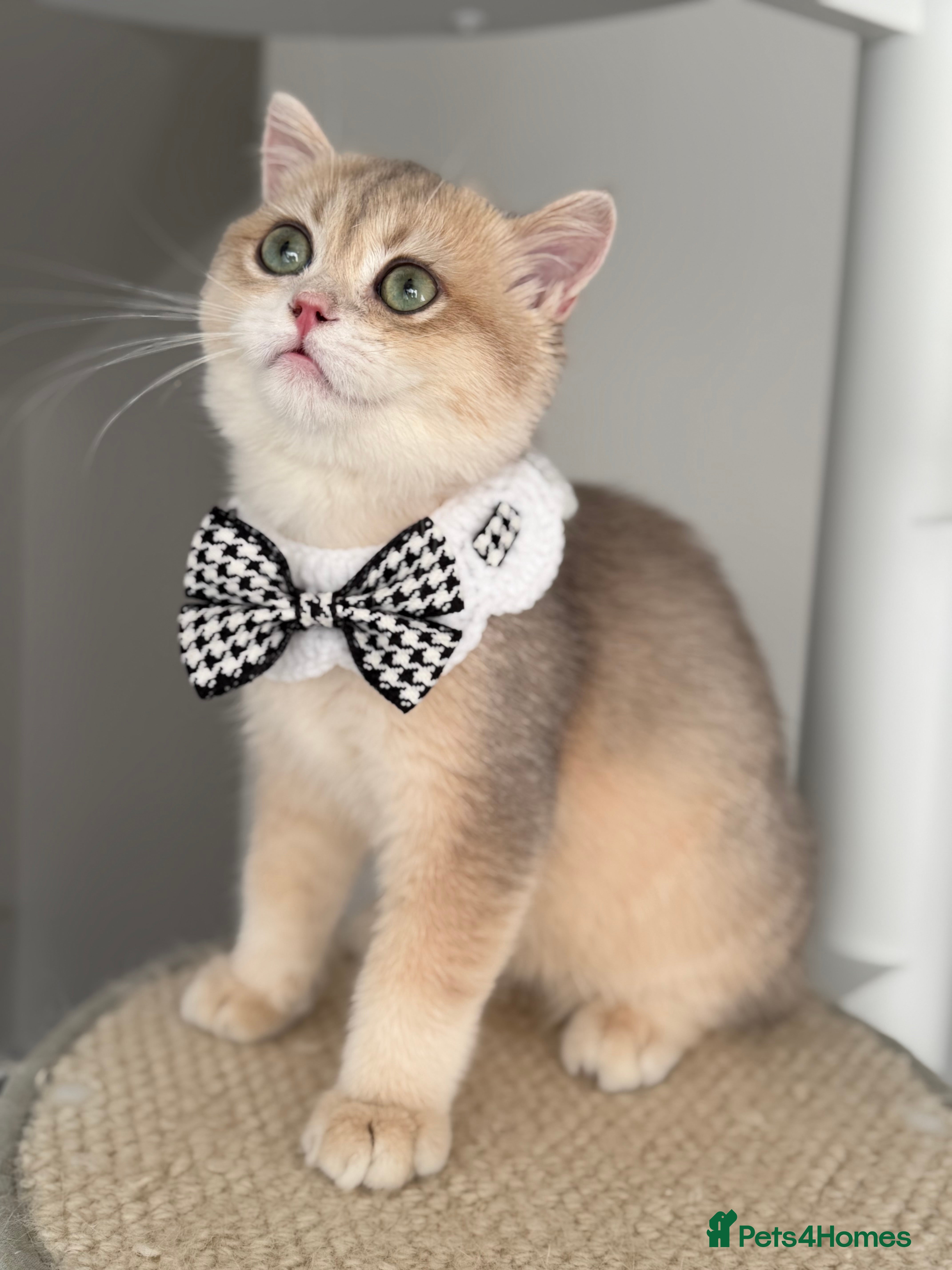British Shorthair cats Amazing Blue Golden British Shorthair boy 💙 - Advert 2