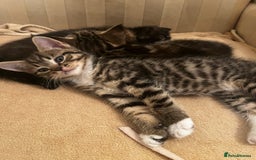 Mixed Breed cats for sale: Cute Scottish Straight mixed breed kittens, ready  - Image 7