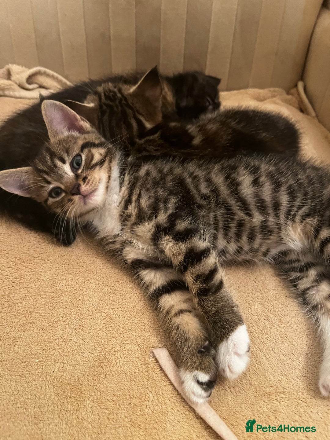 Mixed Breed cats for sale: Cute Scottish Straight mixed breed kittens, ready  - Image 7