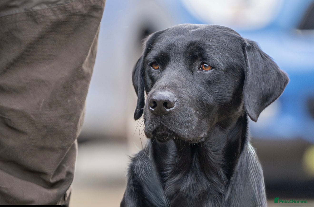 Labrador Retriever dogs For stud  in Market Drayton - Advert 4