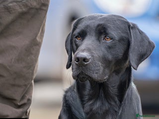 Labrador Retriever dogs in Market Drayton - Advert 24