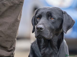 Labrador Retriever dogs For stud in Market Drayton - Advert 24
