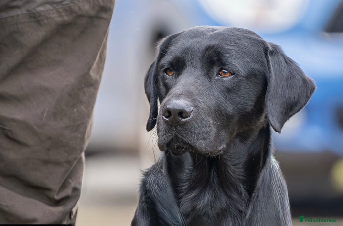 Labrador Retriever dogs in Market Drayton - Advert 1