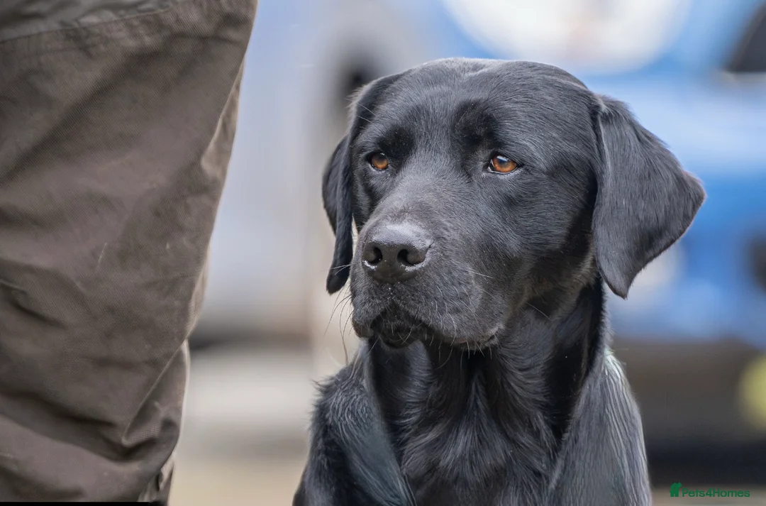 Labrador Retriever dogs for stud: For stud  in Market Drayton - Advert 1