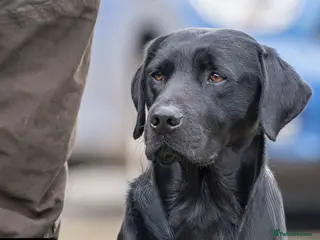 Labrador Retriever dogs For stud in Market Drayton - Advert 2