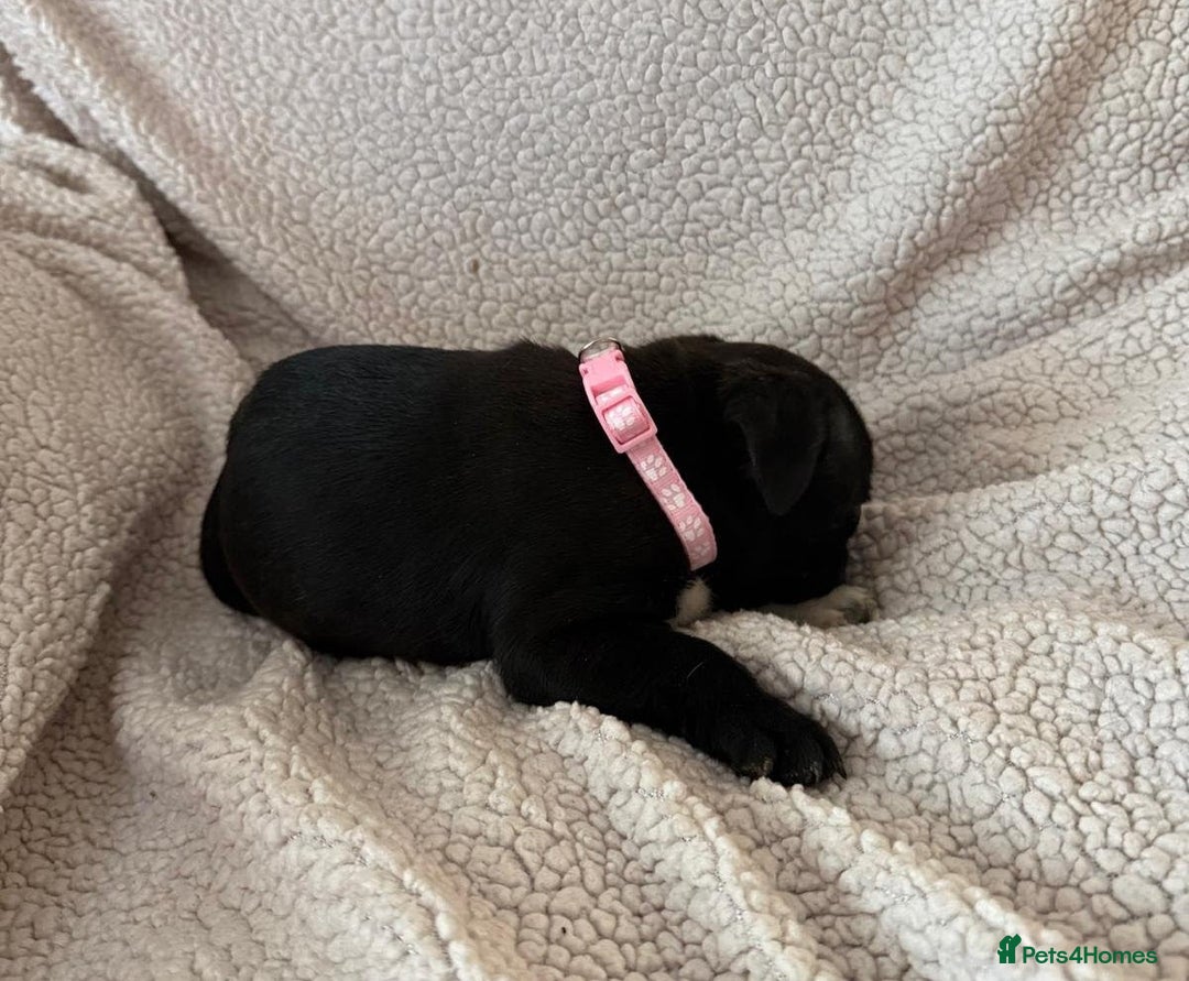 Staffordshire Bull Terrier dogs for sale: Stunning Staffordshire Bull Terrier Pups  - Advert 14