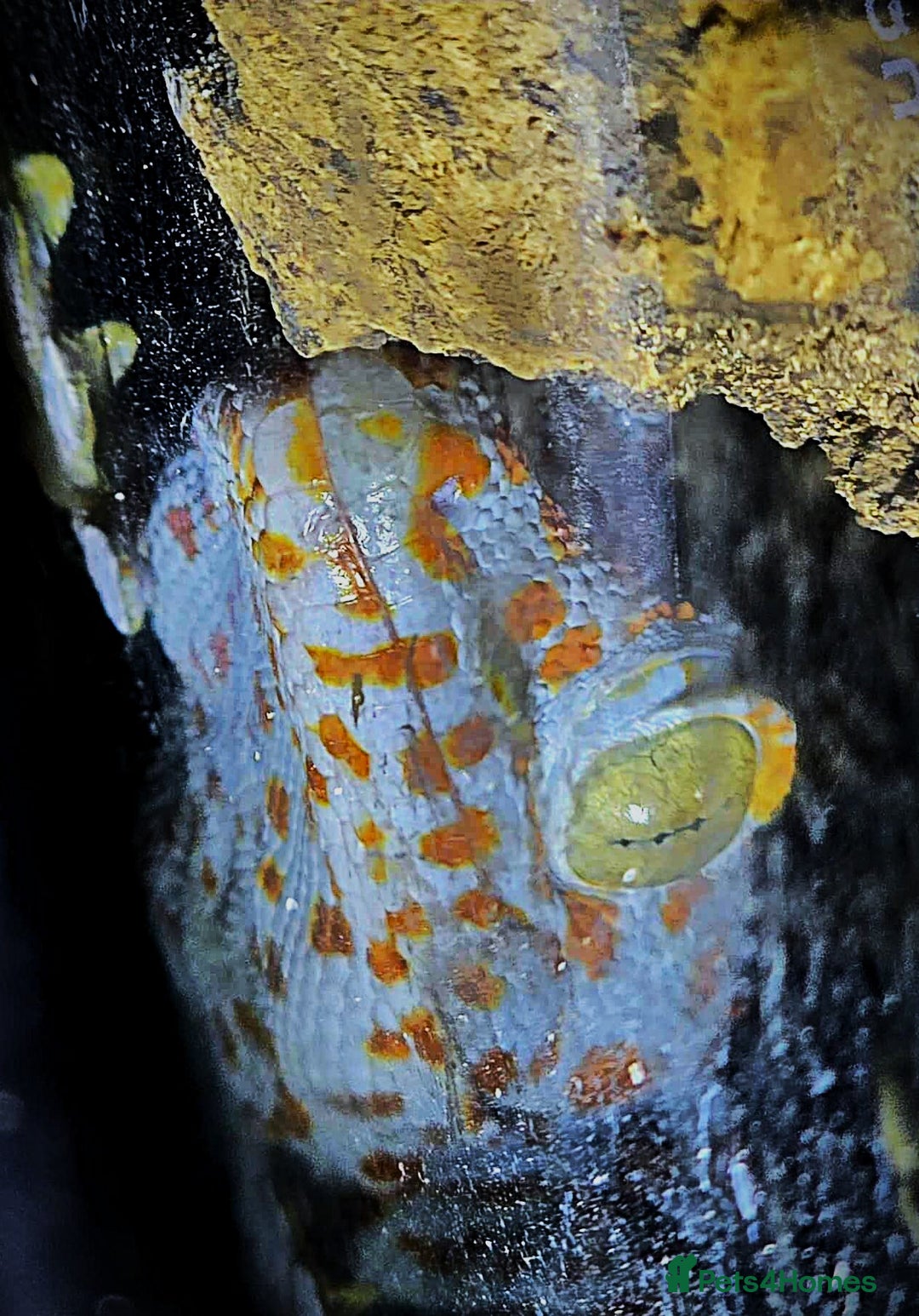 Gecko reptiles for sale: Tokay Geckos - Image 6