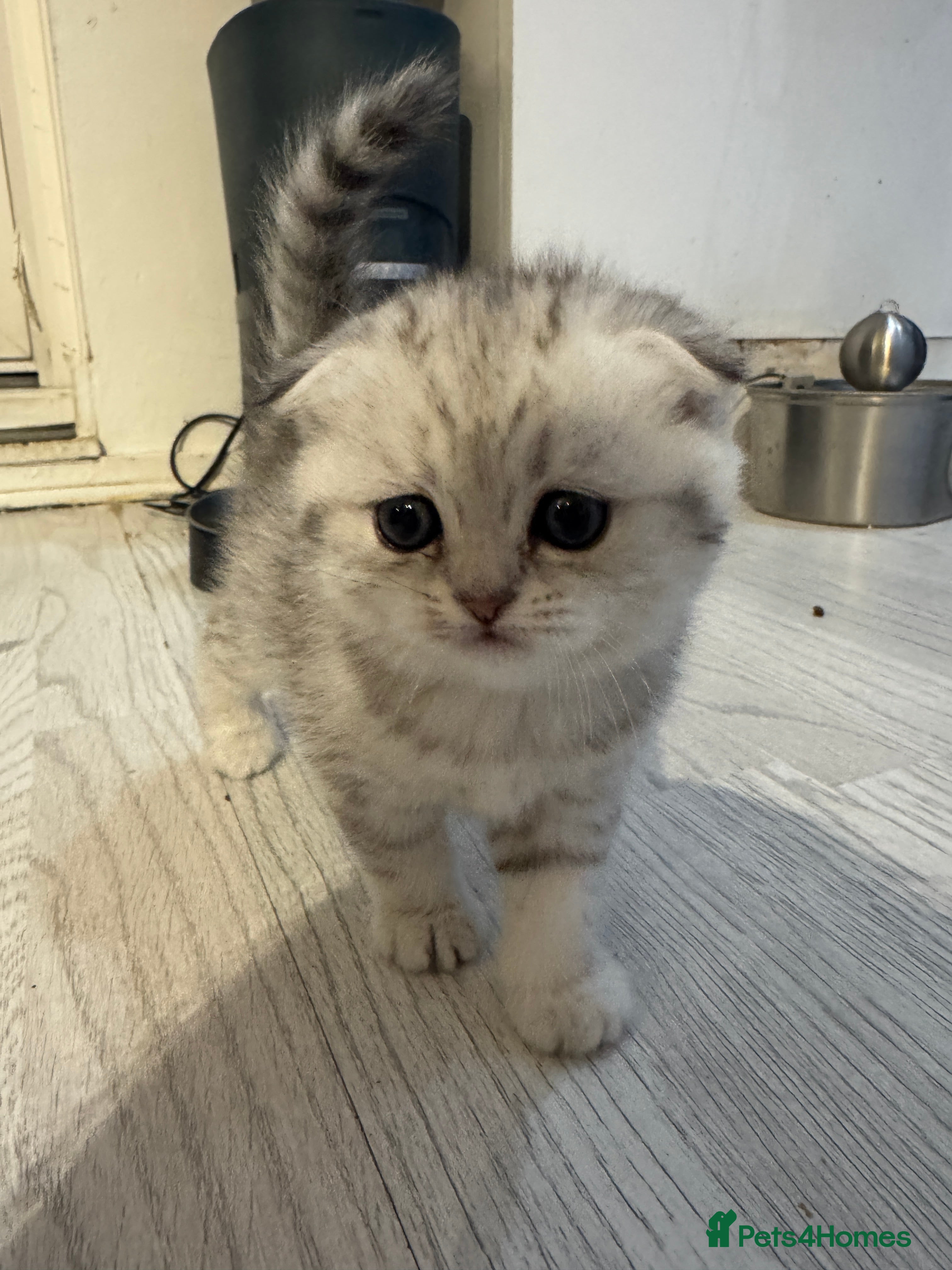 Scottish Fold cats SCOTTISH FOLD KITTEN ELEGANT PLAYFUL FULL OF CHARM - Advert 2