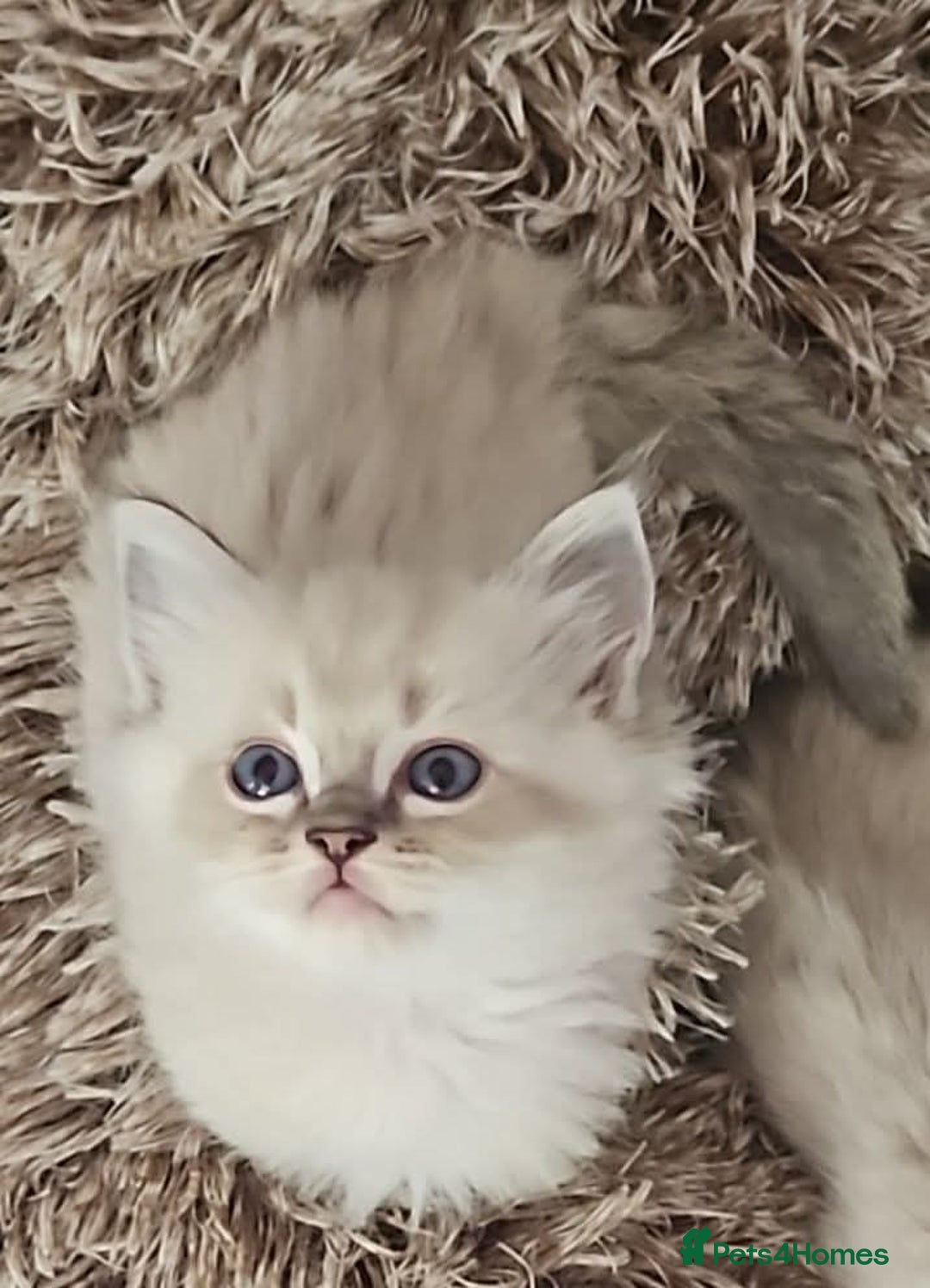 Ragdoll cats for sale: Beautiful Gccf registered ragdolls. - Image 20