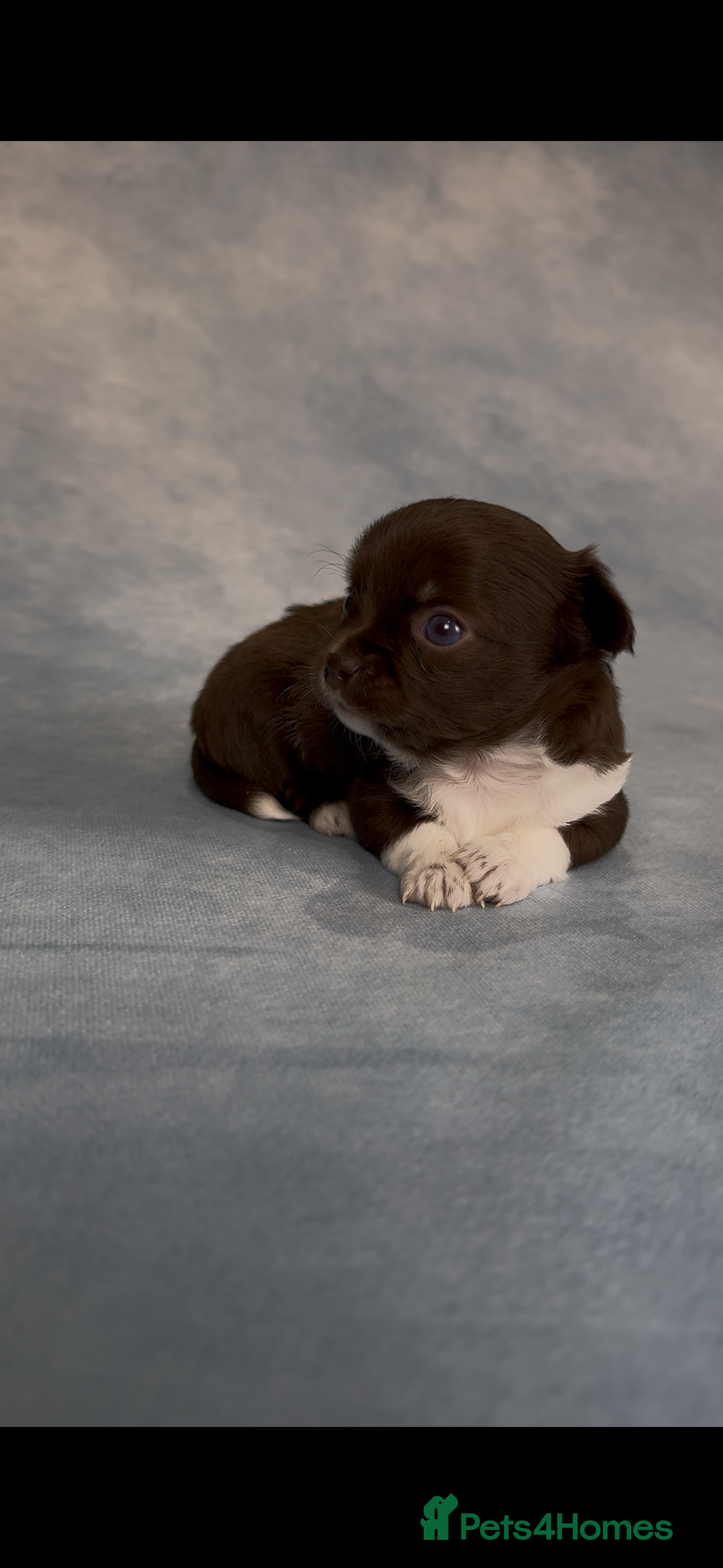 Chihuahua dogs for sale: Chihuahua puppies available on  ** s  - Advert 9