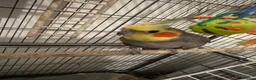 Cockatiels birds for sale: Bear of beautiful cocktails - Advert 1