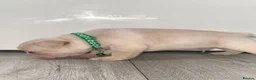 French Bulldog dogs for sale: Stunning French bulldog puppies  - Advert 14