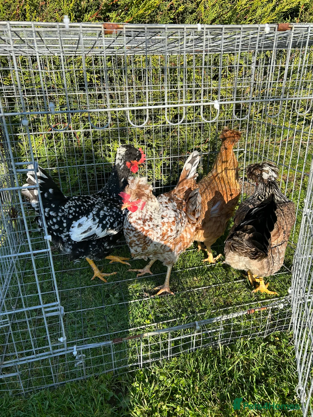 Mixed Breed birds for sale: 4 hens , 1,5 years old  - Advert 2