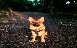 German Shepherd dogs for sale: Looking for forever home - Image 1