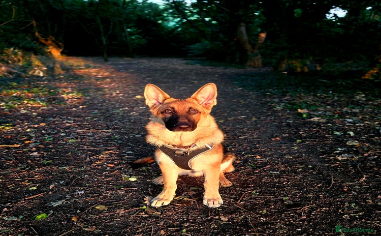 German Shepherd dogs - Advert 5